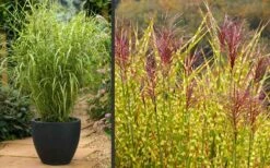 Gold Breeze Zebra Grass (Miscanthus) - 1 Gallon Pot 12 Gold Breeze Zebra Grass (Miscanthus) - 1 Gallon Pot -Plant Shop Miscanthus Gold Breeze Flowers