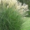Maiden Grass - Miscanthus Sinensis 'Gracillimus' - 1 Gallon Pot -Plant Shop Miscanthus Gracillimus 10 500x750 2