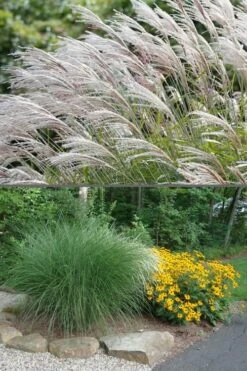 Maiden Grass - Miscanthus Sinensis 'Gracillimus' - 6 Pack Of 1 Gallon Pots -Plant Shop Miscanthus Gracillimus 500x750 1