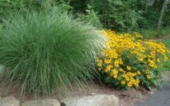 Maiden Grass - Miscanthus Sinensis 'Gracillimus' - 6 Pack Of 1 Gallon Pots -Plant Shop Miscanthus Gracillimus With Rudbeckia