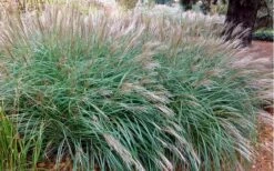 Little Kitten Dwarf Maiden Grass - Miscanthus Sinensis - 6 Pack Of 1 Gallon Pots -Plant Shop Miscanthus Little Kittens 10