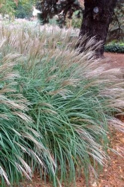 Little Kitten Dwarf Maiden Grass - Miscanthus Sinensis - 6 Pack Of 1 Gallon Pots -Plant Shop Miscanthus Little Kittens 11