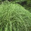 Little Zebra Grass - Miscanthus - 3 Gallon Pot 1 Little Zebra Grass - Miscanthus - 3 Gallon Pot -Plant Shop Miscanthus Little Zebra Rev 2 500x750 1