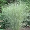 Morning Light Maiden Grass - Miscanthus Sinensis - 3 Gallon Pot -Plant Shop Miscanthus Morning Light 2