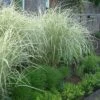 Variegated Maiden Grass - Miscanthus Sinensis 'Variegatus' - 3 Gallon Pot -Plant Shop Miscanthus Variegated 3 1
