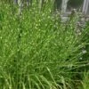 Zebra Grass - Miscanthus Sinensis 'Zebrinus' - 1 Gallon Pot -Plant Shop Miscanthus Zebra Grass 13