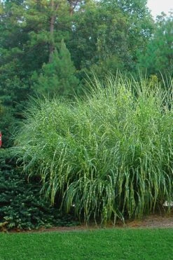Zebra Grass - Miscanthus Sinensis 'Zebrinus' - 1 Gallon Pot -Plant Shop Miscanthus Zebra Grass 14