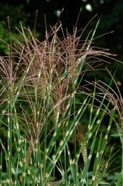 Zebra Grass - Miscanthus Sinensis 'Zebrinus' - 1 Gallon Pot -Plant Shop Miscanthus Zebra Grass 15