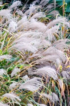 Zebra Grass - Miscanthus Sinensis 'Zebrinus' - 1 Gallon Pot -Plant Shop Miscanthus Zebra Grass 16