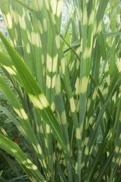 Zebra Grass - Miscanthus Sinensis 'Zebrinus' - 1 Gallon Pot -Plant Shop Miscanthus Zebra Grass 500x750 1