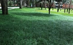 Tall Mondo Grass - 10 Count Flat Of Pint Pots -Plant Shop Mondo Grass 21 1