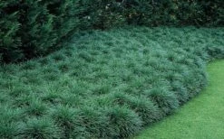 Tall Mondo Grass - 10 Count Flat Of Pint Pots -Plant Shop Mondo Grass 50