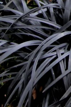 Black Mondo Grass - Ophiopogon Planiscapus 'Nigrescens' - 6 Pack Of 1 Gallon Pots 15 Black Mondo Grass - Ophiopogon Planiscapus 'Nigrescens' - 6 Pack Of 1 Gallon Pots -Plant Shop Mondo Grass Black 10 1