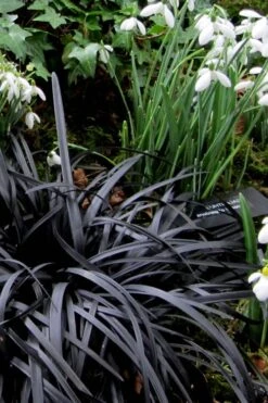 Black Mondo Grass - Ophiopogon Planiscapus 'Nigrescens' - 1 Gallon Pot -Plant Shop Mondo Grass Black 11