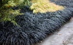 Black Mondo Grass - Ophiopogon Planiscapus 'Nigrescens' - 6 Pack Of 1 Gallon Pots 13 Black Mondo Grass - Ophiopogon Planiscapus 'Nigrescens' - 6 Pack Of 1 Gallon Pots -Plant Shop Mondo Grass Black 12 1
