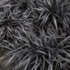 Black Mondo Grass - Ophiopogon Planiscapus 'Nigrescens' - 6 Pack Of 1 Gallon Pots -Plant Shop Mondo Grass Black 15 1