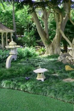 Tall Mondo Grass - 3 Pack Of Pint Pots -Plant Shop Mondo Grass Black 25