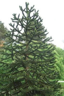 Monkey Puzzle Tree - Araucaria Auracana - 2 Gallon Pot -Plant Shop Monkey Puzzle Tree 2