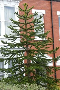 Monkey Puzzle Tree - Araucaria Auracana - 2 Gallon Pot -Plant Shop Monkey Puzzle Tree 3