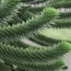 Monkey Puzzle Tree - Araucaria Auracana - 2 Gallon Pot -Plant Shop Monkey Puzzle Tree 4