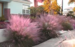 Pink Muhly Grass (Cotton Candy Grass) - 1 Gallon Pot (On Sale) 19 Pink Muhly Grass (Cotton Candy Grass) - 1 Gallon Pot (On Sale) -Plant Shop Muhly Grass Pink 112