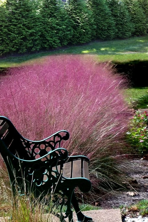 Pink Muhly Grass - Cotton Candy Grass - 1 Gallon Pot 10 Pink Muhly Grass - Cotton Candy Grass - 1 Gallon Pot - Image 8