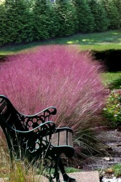 Pink Muhly Grass (Cotton Candy Grass) - 32 Pack Of 1 Gallon Pots -Plant Shop Muhly Grass Pink 200 3