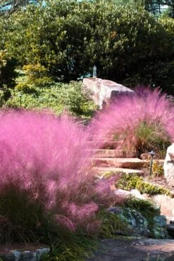 Pink Muhly Grass (Cotton Candy Grass) - 32 Pack Of 1 Gallon Pots -Plant Shop Muhly Grass Pink 202 3