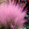 Pink Muhly Grass - Cotton Candy Grass - 1 Gallon Pot -Plant Shop Muhly Grass Pink 204 2