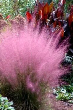 Pink Muhly Grass (Cotton Candy Grass) - 32 Pack Of 1 Gallon Pots -Plant Shop Muhly Grass Pink 204 3