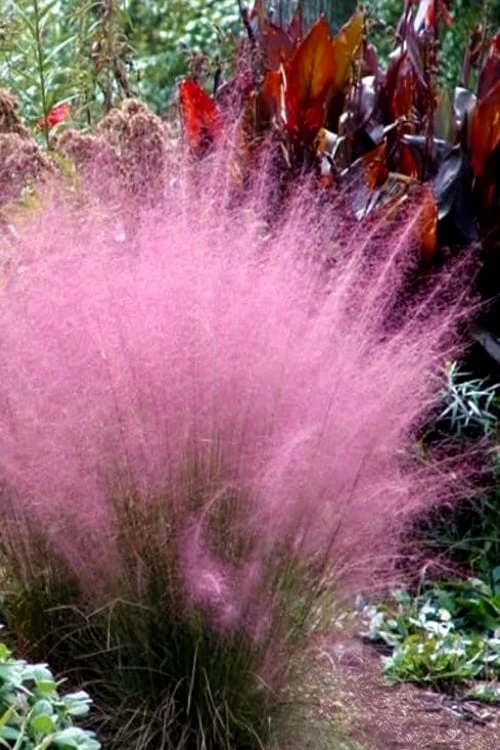 Pink Muhly Grass (Cotton Candy Grass) - 1 Gallon Pot (On Sale) 13 Pink Muhly Grass (Cotton Candy Grass) - 1 Gallon Pot (On Sale) - Image 11