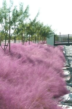 Pink Muhly Grass - Cotton Candy Grass - 1 Gallon Pot 17 Pink Muhly Grass - Cotton Candy Grass - 1 Gallon Pot -Plant Shop Muhly Grass Pink 77 2