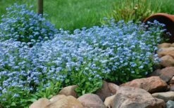 Semperflorens True Forget-Me-Not (Myosotis Scorpioides) - 5 Pack Of Quart Pots -Plant Shop Myosotis Mon Amie Blue Forget Me Not 9