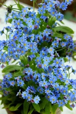 Semperflorens True Forget-Me-Not (Myosotis Scorpioides) - 5 Pack Of Quart Pots -Plant Shop Myosotis Semperflorens True Forget Me Not 2