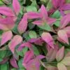Blush Pink Nandina - 3 Gallon Pot
