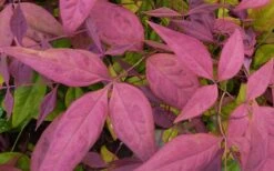 Blush Pink Nandina - 3 Gallon Pot -Plant Shop Nandina Blush Pink Foliage Closeup