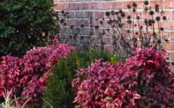 Blush Pink Nandina - 3 Gallon Pot -Plant Shop Nandina Blush Pink In Home Foundation Planting