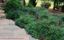 Harbor Belle Dwarf Nandina - 6 Pack Of 1 Gallon Pots -Plant Shop Nandina Harbor Belle 11