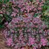 Harbor Belle Dwarf Nandina - 6 Pack Of 1 Gallon Pots -Plant Shop Nandina Harbor Belle 16