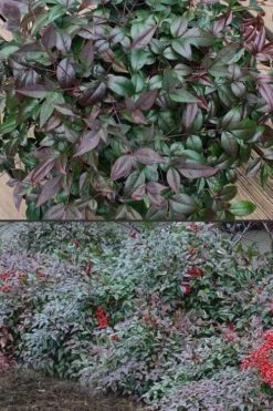 Harbor Belle Dwarf Nandina - 6 Pack Of 1 Gallon Pots -Plant Shop Nandina Harbor Belle 500x750 1