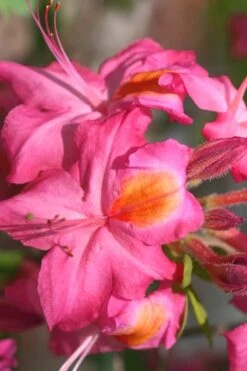 Country Cousin Pink Aromi Azalea (Rhododendron Hybrid) - 3 Gallon Pot -Plant Shop Native Azalea Country Cousin 3