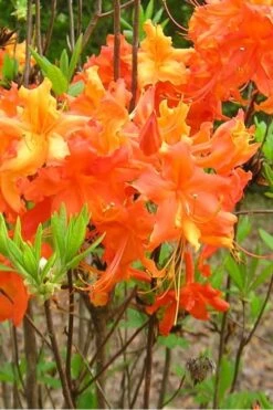 Frontier Gold Aromi Azalea (Rhododendron Hybrid) - 1 Gallon Pot -Plant Shop Native Azalea Frontier Gold 2