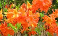 Frontier Gold Aromi Azalea (Rhododendron Hybrid) - 1 Gallon Pot -Plant Shop Native Azalea Frontier Gold 4