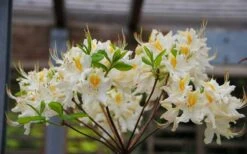 High Tide Aromi Azalea (Deciduous Rhododendron Hybrid) - 3 Gallon Pot 10 High Tide Aromi Azalea (Deciduous Rhododendron Hybrid) - 3 Gallon Pot -Plant Shop Native Azalea High Tide 2