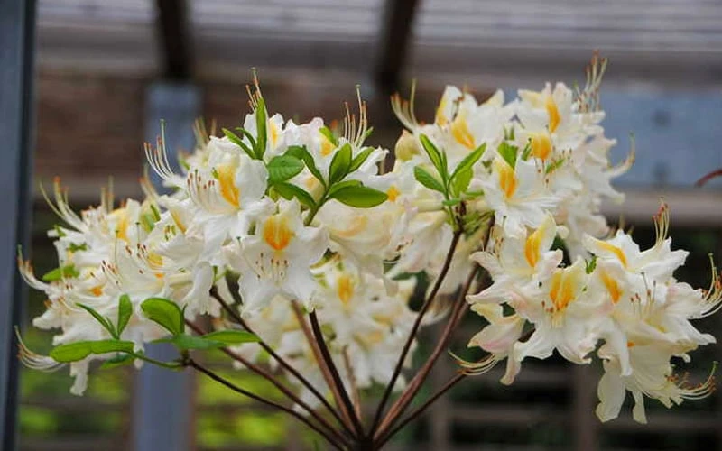 High Tide Aromi Azalea (Deciduous Rhododendron Hybrid) - 3 Gallon Pot 6 High Tide Aromi Azalea (Deciduous Rhododendron Hybrid) - 3 Gallon Pot - Image 4