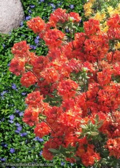 Mary Poppins Azalea (Rhododendron) - 5 Gallon Pot -Plant Shop Native Azalea Mary Poppins 6