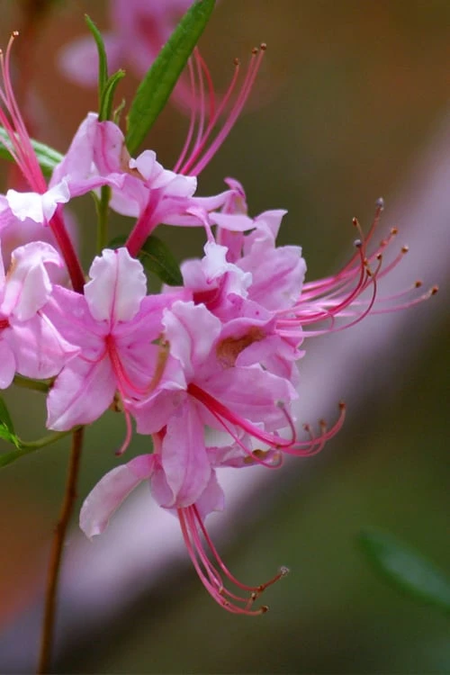 Pinxterbloom Azalea (Rhododendron Periclymenoides) - 3 Gallon Pot 12 Pinxterbloom Azalea (Rhododendron Periclymenoides) - 3 Gallon Pot - Image 10
