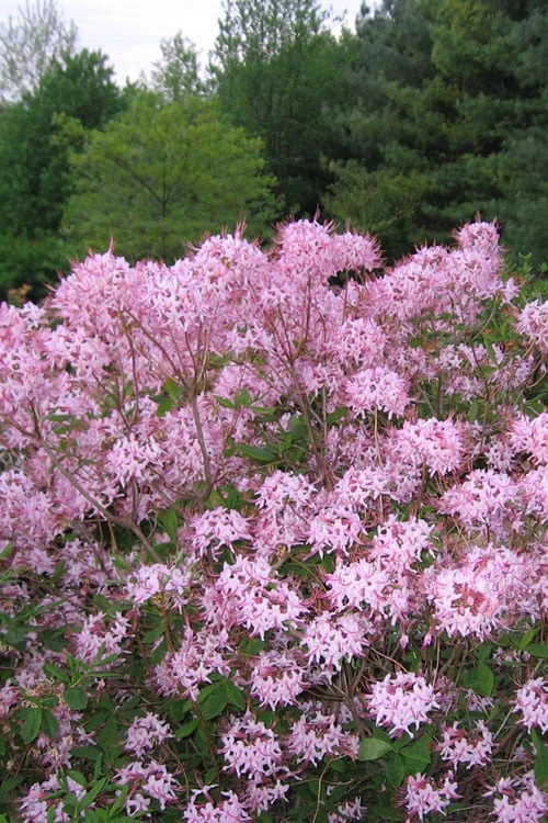Pinxterbloom Azalea (Rhododendron Periclymenoides) - 3 Gallon Pot 8 Pinxterbloom Azalea (Rhododendron Periclymenoides) - 3 Gallon Pot - Image 6