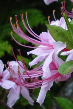 Plant Shop 29 Pinxterbloom Azalea (Rhododendron Periclymenoides) - 3 Gallon Pot