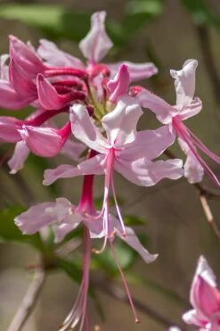 Pinxterbloom Azalea (Rhododendron Periclymenoides) - 3 Gallon Pot 20 Pinxterbloom Azalea (Rhododendron Periclymenoides) - 3 Gallon Pot -Plant Shop Native Azalea Pinxterbloom 9